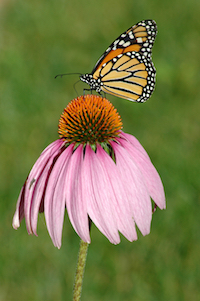 a monarch butterfly on a purple coneflower